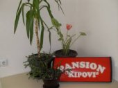 Pansion " Kipovi"